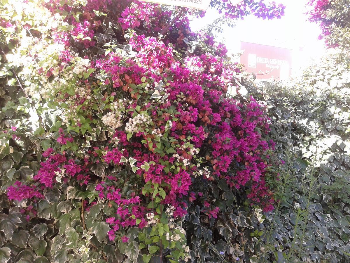 בודווה Hotel Jovana מראה חיצוני תמונה